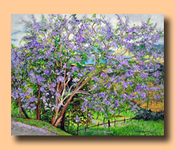 jacarandas