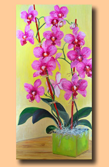 potted orchid